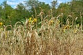 The beauty of Bulgarian nature. Sunflowers and wheat