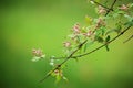 Beauty bush blooming in spring