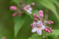 Kolkwitzia Beauty bush Linnaea amabilis, light pink bell-shaped flowers