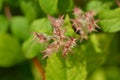 Beauty bush Pink Cloud