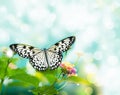 Beauty butterfly on leaf.