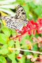 Beauty butterfly on leaf. Royalty Free Stock Photo
