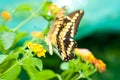 Beauty butterfly on leaf. Royalty Free Stock Photo