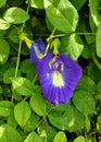 the beauty of the butterfly pea flower on the leaf background Royalty Free Stock Photo