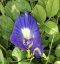 the beauty of the butterfly pea flower on the leaf background Royalty Free Stock Photo