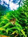 the beauty of the butterfly perched on the leaf Royalty Free Stock Photo