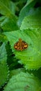 The beauty of a butterfly perched on a leaf Royalty Free Stock Photo