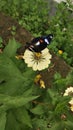 Beauty butterfly on rhe flower