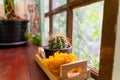 Beauty cactus decorate table in summer style Royalty Free Stock Photo