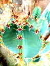 Beauty cactus