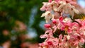 Cassia javanica Linn. Caesalpiniaceae, Pink-and-white-Shower. in garden Royalty Free Stock Photo