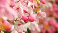 Cassia javanica Linn. Caesalpiniaceae, Pink-and-white-Shower. in garden Royalty Free Stock Photo