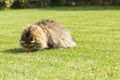 Nice cat of livestock outdoor, siberian breed. Adorable domestic pet w