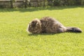 Pretty cat of livestock, siberian breed. Adorable domestic pet w