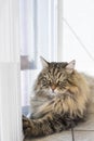 Beauty cat of livestock, siberian purebred. Adorable domestic kitten Royalty Free Stock Photo