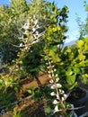 The beauty of the cat's whisker plant blooming in the garden