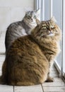 Beauty cats sitting outdoor, siberian purebred long haired