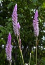 Beauty celosia argentea flower tree. pretty violet flora tropical plant in botany garden