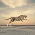 The beauty of a cheetah who running. Royalty Free Stock Photo