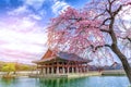 Beauty of cherry blossoms at Gyeongbokgung palace,South Korea Royalty Free Stock Photo