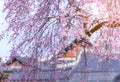 Beauty of cherry blossoms at Gyeongbokgung palace,South Korea Royalty Free Stock Photo