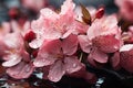 Beauty cherry blossoms snowy elegance, spring session photos