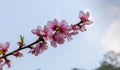 The Beauty of Cherry blossoms in spring season Royalty Free Stock Photo