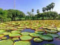 Beauty circle green water lillies leaves floating in pond. Big round pattern in natural park