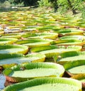 Beauty circle green water lillies leaves floating in pond. Round pattern in natural park