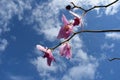 Closr up pink orchid at the park