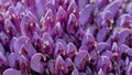 Close-up with Purple toothwort Lathraea clandestine on sunny morning and selective focus