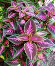 Beauty of coleus leaf in the garden nature of indonesia