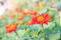 beautifulÃ¢â¬â¹ color flowers close up,daisy flower