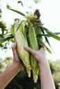 Beauty color maize, plant cob corn in garden