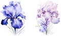 Iris flora spring purple flowers floral background background plant watercolor blooming blossom Royalty Free Stock Photo