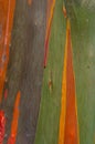 Beauty of colorful surface of rainbow eucalyptus tree