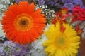 The beauty of colors, berger daisies of intense colors. Royalty Free Stock Photo