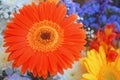 The beauty of colors, orange daisy, the joy of living. Royalty Free Stock Photo