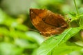 The beauty of the colors and pattern of a butterfly Kallima Inachus