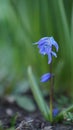 The beauty and colors of spring - little blue flower of siberian squill or wood squill, Scilla Siberica