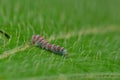 Beauty Colourful worm in the Leaf Royalty Free Stock Photo