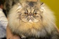 beauty contest for cats the most beautiful purebred cats Royalty Free Stock Photo