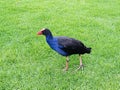 The Beauty of Contrast: A Stunning Photograph of a Blue and Black Feathered Bird in a Red Beak