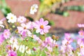 Cosmos Bipinnatus Flower Garden With Predominantly Blooming Pink And White Flowers Bathed In The Warmth Of The Morning Sunlight Royalty Free Stock Photo