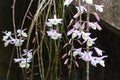 Curtain Orchid Flower Plant (Dendrobium Aphyllum)