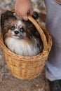 Beauty, cute and lovely little furry dog papillon sit in wicker hand small basket which hold girl hands. He has black long fur,