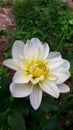 Beauty Dahlia hybrida, a flower of the white yellow middle bud thick fleshy petal