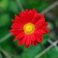 Beauty daisies flower