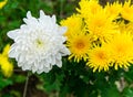 Beauty daisies flower