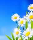 Beauty daisy flowers background for you design Royalty Free Stock Photo